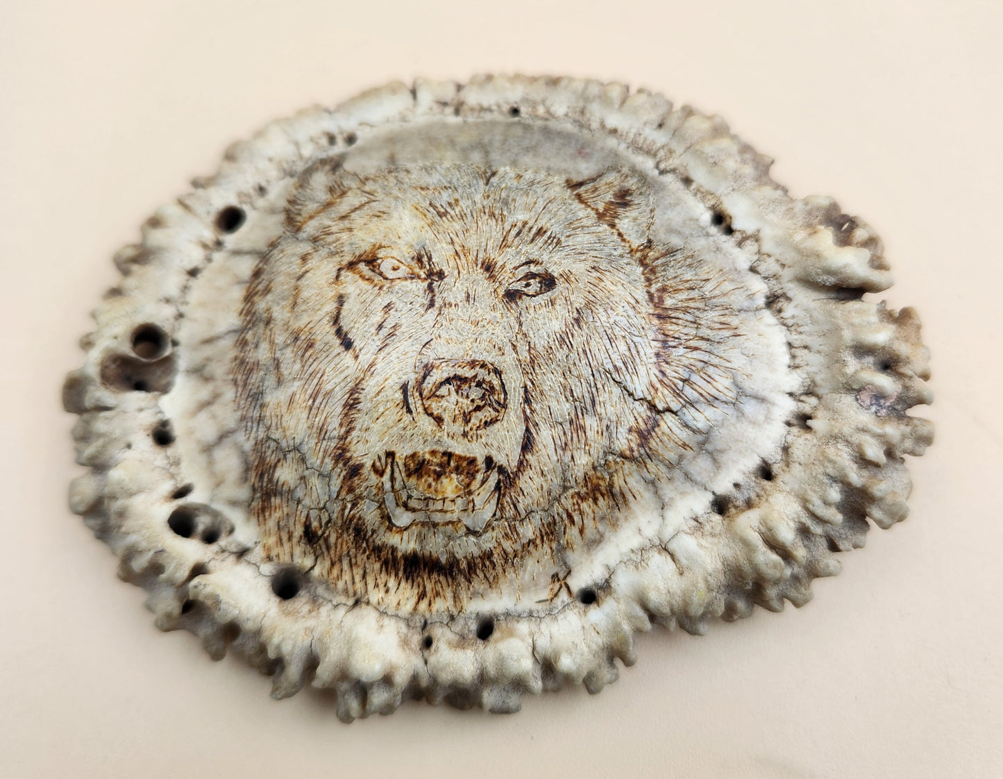 Hand Engraved Scrimshaw Image of a Bear on an Elk Antler Burr