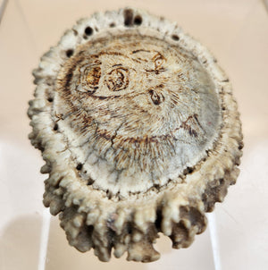 Hand Engraved Scrimshaw Image of a Bear on an Elk Antler Burr