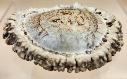 Hand Engraved Scrimshaw Image of a Bear on an Elk Antler Burr