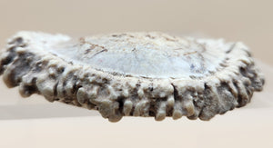 Hand Engraved Scrimshaw Image of a Bear on an Elk Antler Burr