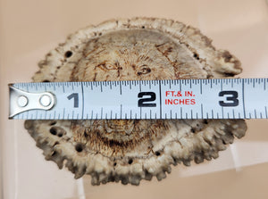 Hand Engraved Scrimshaw Image of a Bear on an Elk Antler Burr