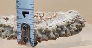 Hand Engraved Scrimshaw Image of a Bear on an Elk Antler Burr