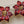 Stunning Red Enamel Gold Tone Flower Earrings