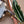 Gold Tone/White/Green Enamel 4.25