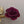 Gold Tone/Red Matte Finish Rose/Textured Leaf Vintage Brooch