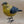 Wooden Hand Carved and Painted Yellow Chickadee Bird with Metal Legs