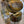 Antiqued White Water Buffalo Bone/Tigers Eye 7
