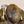 Antiqued White Water Buffalo Bone/Tigers Eye 7