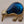 New Zealand Inlaid Kiwi Paua Shell/Gold Plated/1