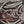 LE VIAN Chocolate Diamond/Diamond/Zebra Head Watch  Limited Edition 50 Of 500
