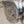 Acme Thunderer Whistle/ Rawlings Advertising Solid Brass/ Made in England